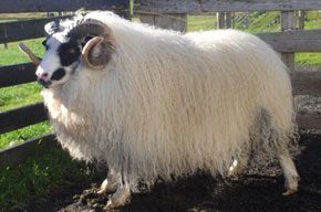 Ram with long white wool and black face markings, standing in a wooden pen. It has curled horns.