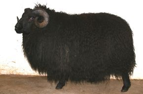 Black ram with large, curved horns and shaggy wool standing against a light background.