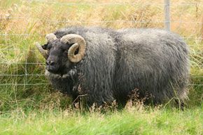 A large, gray ram with curled horns stands in a grassy field near a wire fence.