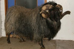 A black ram with large, curled horns stands indoors. It has shaggy, grey-brown wool and a black face.
