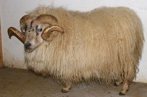 A fluffy ram with curved horns and light-colored wool stands indoors.