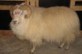 Ram with curled horns and cream-colored wool standing in a wooden barn setting.