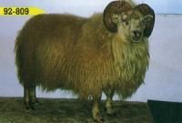 A large ram with curled horns and tan wool stands outside. It faces the camera with a calm expression.