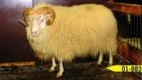 A golden-fleeced ram with curled horns stands in a pen, looking at the camera. A yellow tag reads 