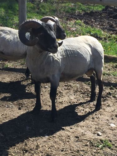Ram with large, curved horns, black face and legs, standing in a dirt field, other sheep in background.