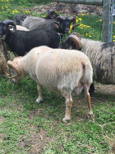 A group of sheep grazing in a grassy field. A light-colored sheep with large curled horns is in the foreground.