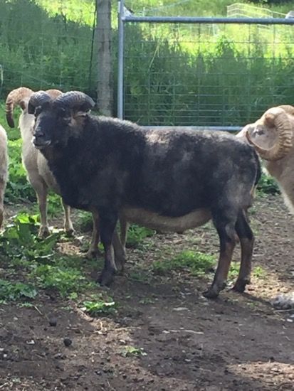 Black sheep with curved horns standing in a dirt and grass enclosure, surrounded by other sheep near a fence.