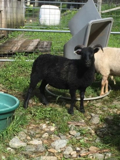 Black sheep with small horns standing in a grassy area with a beige sheep in the background.