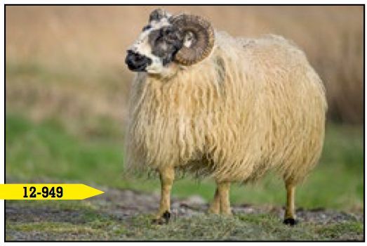 A fluffy beige sheep with large horns standing in a grassy field, looking towards the left.