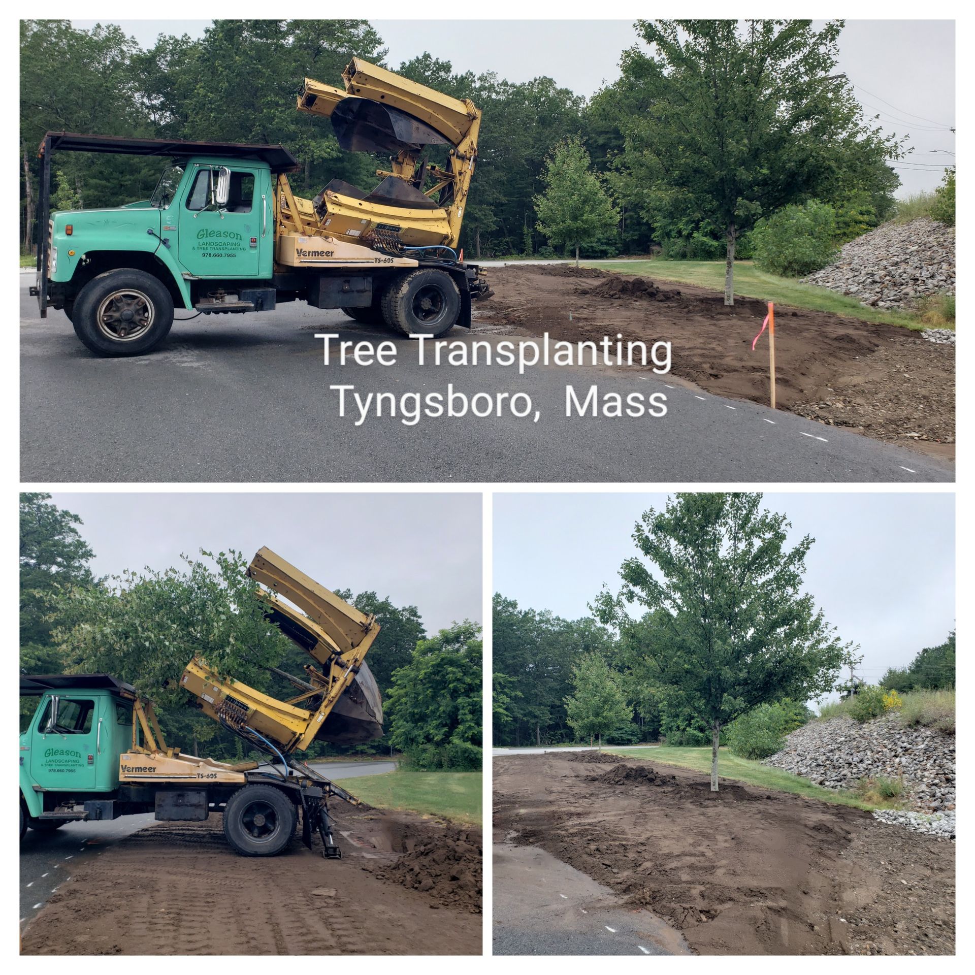 Gleason Tree - Miscellaneous Walkways - Central Massachusetts