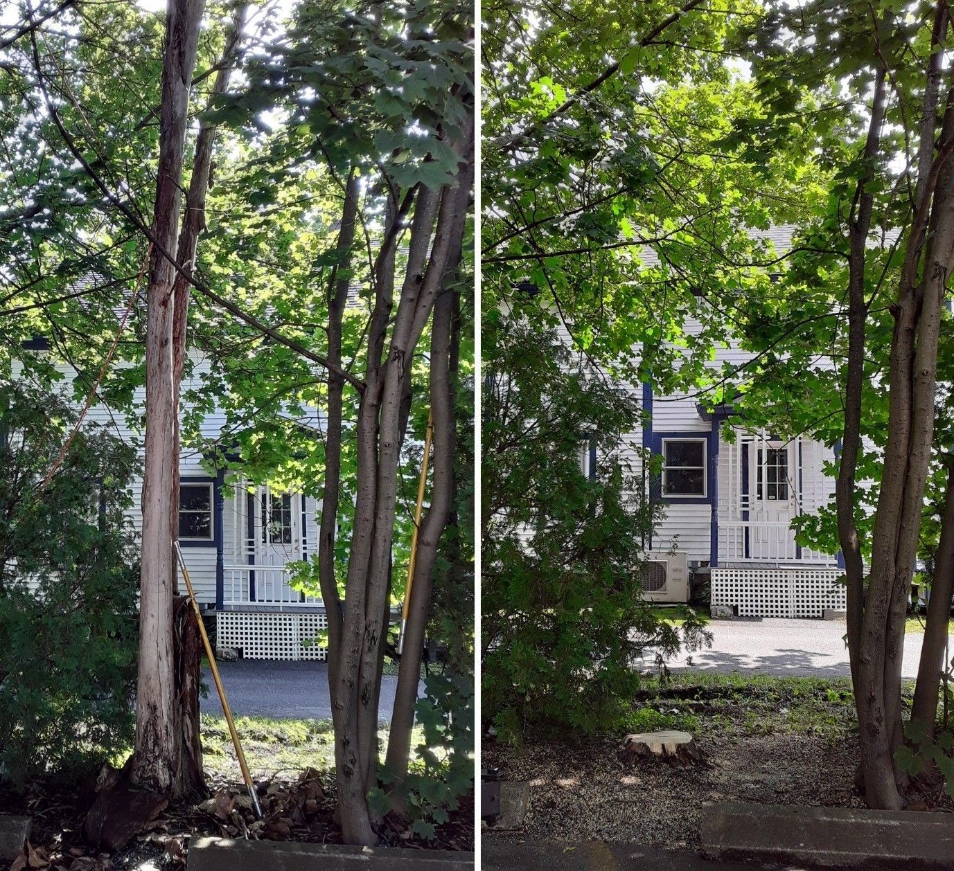 A before and after picture of a tree in front of a house.