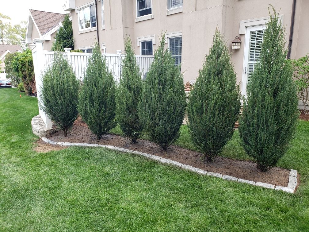 A person is cutting a tree branch with a pair of scissors.