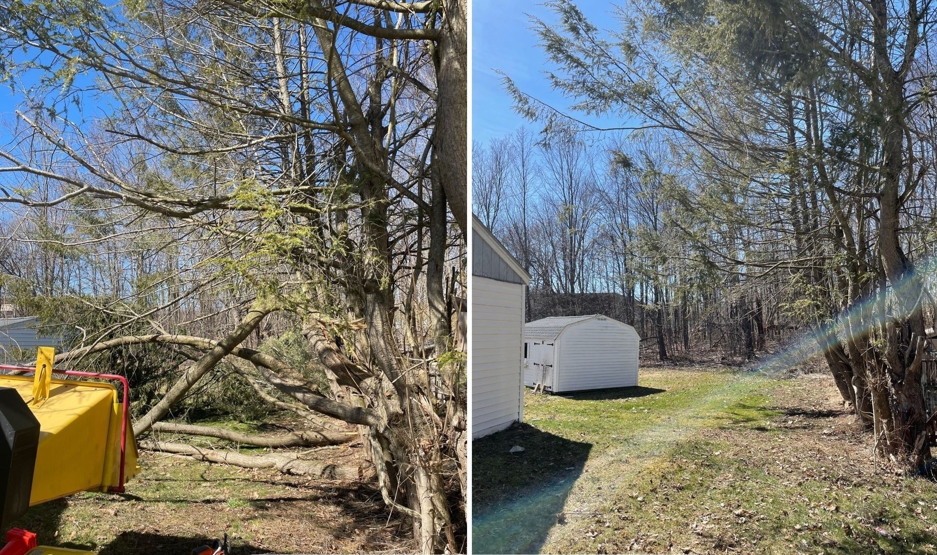 trimming of dead, and dying limbs, and branches
