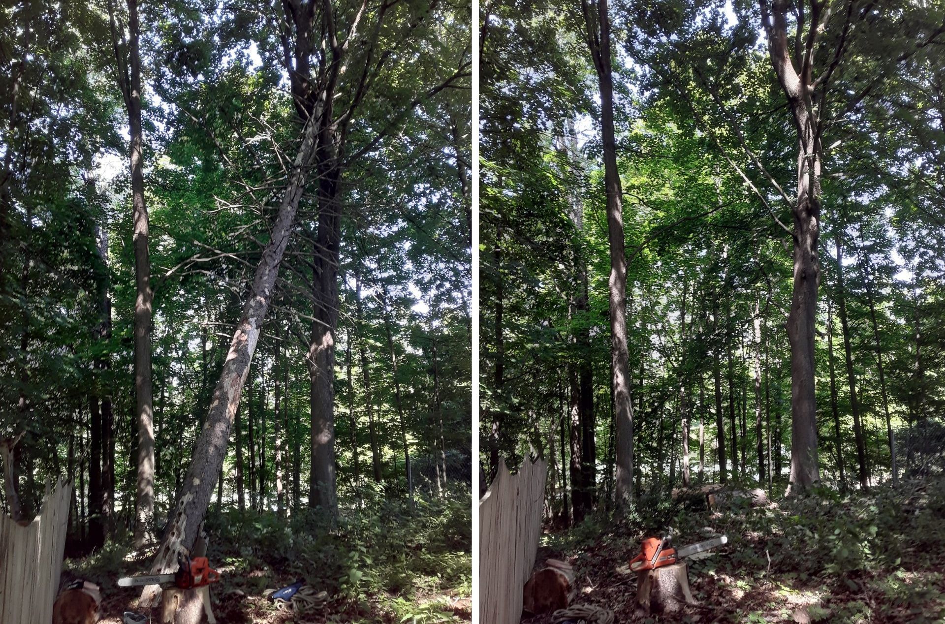 remove a broken, hazardous, dangerous tree
