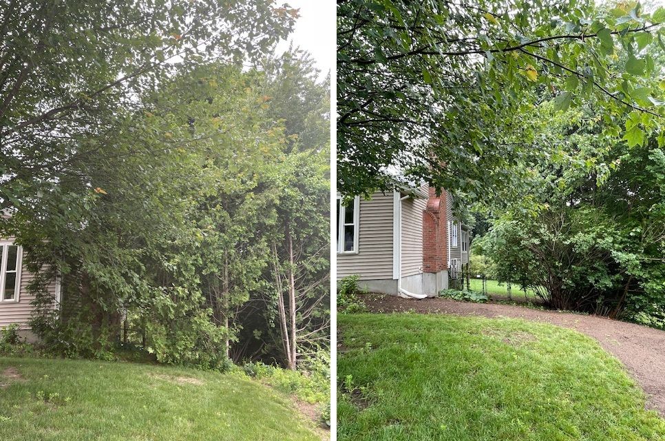 remove trees to give more sunlight
