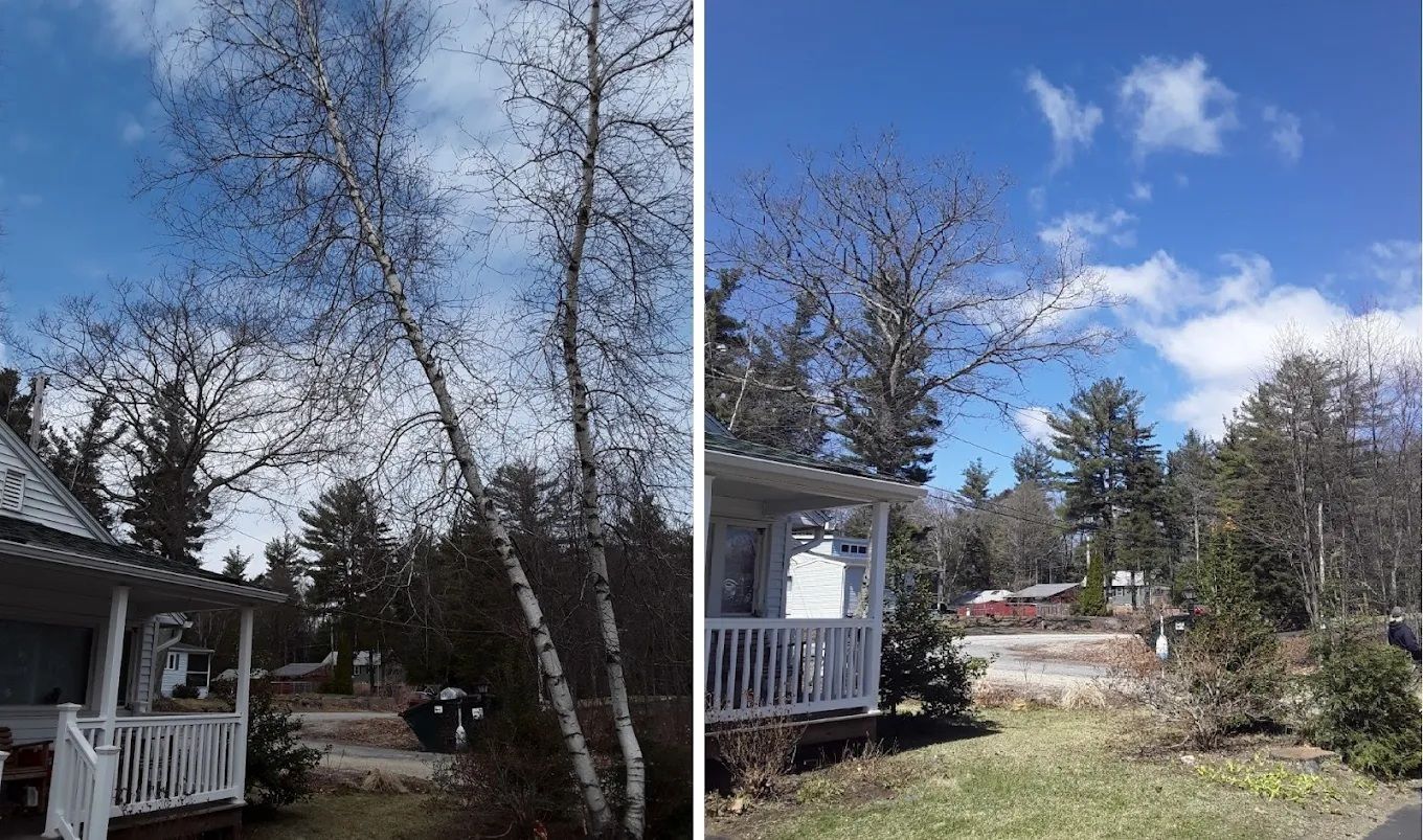 remove 2 dying trees over house
