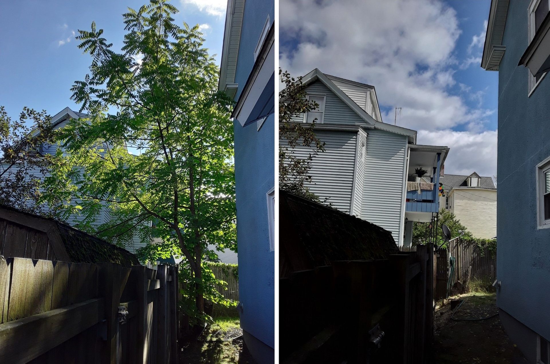 remove an invasive tree in tight area
