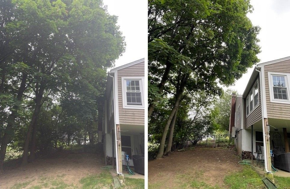 oak trees trimmed away from the house
