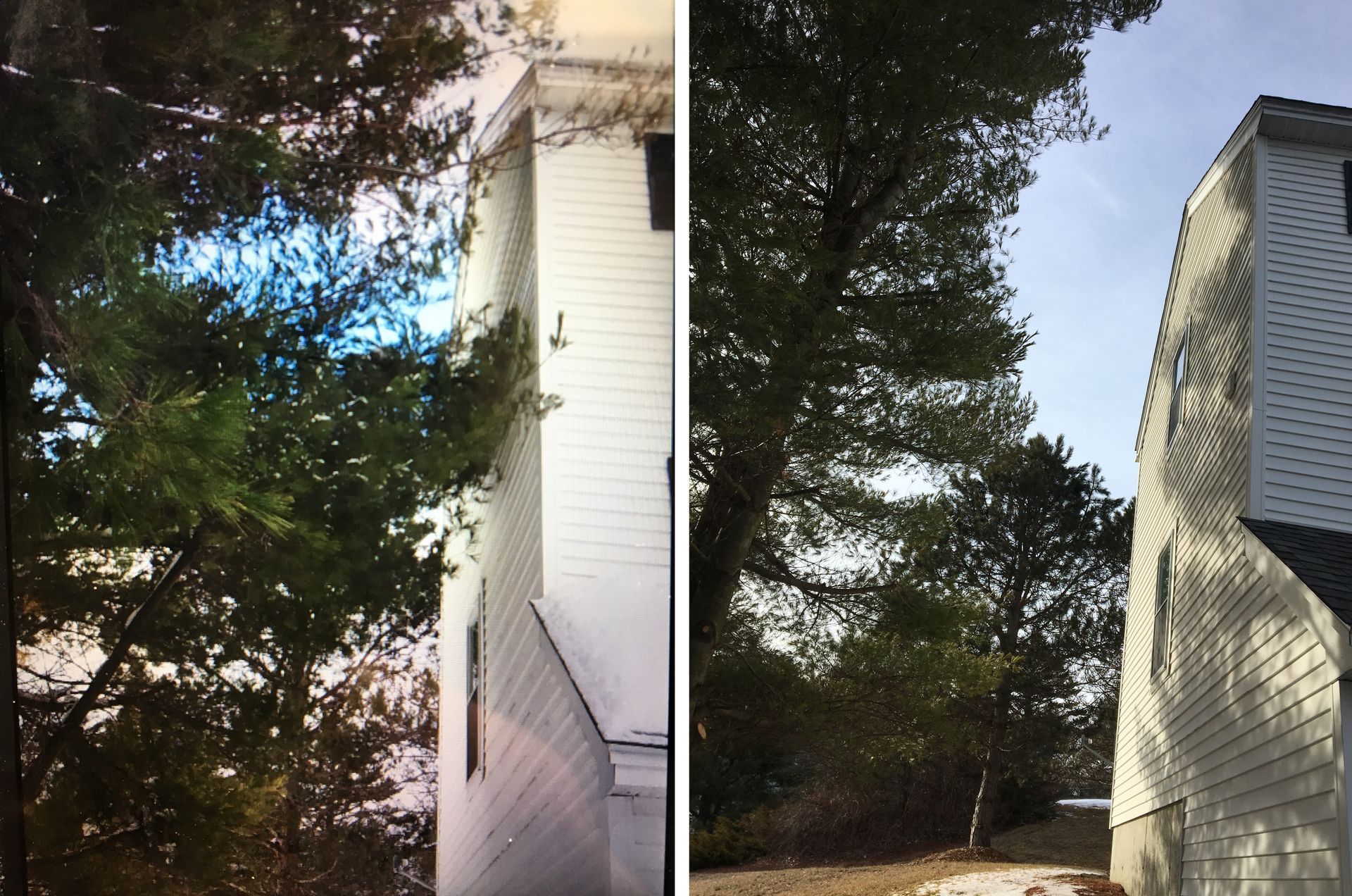 Pine tree trimmed away from the house
