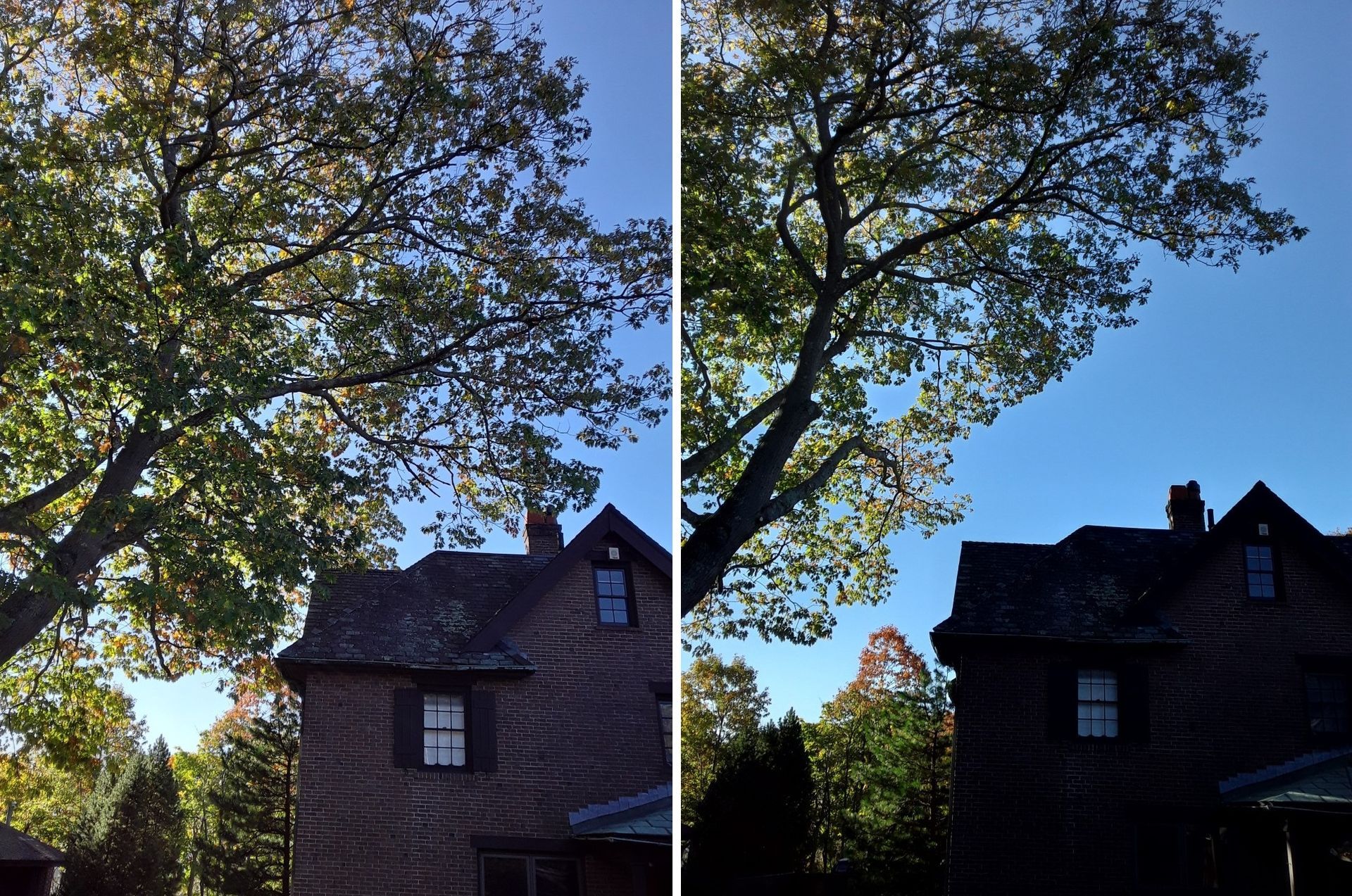 Large tree trimmed away from the house