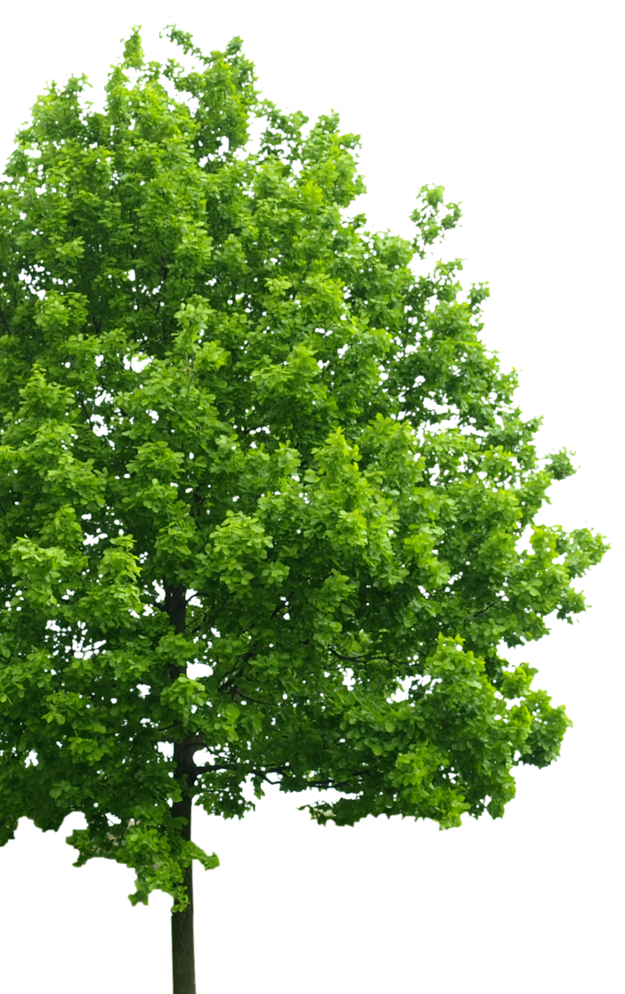 Tree Removal
