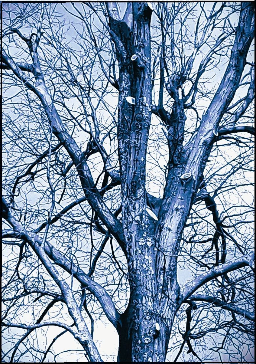 tree trimmed to thin the inner canopy
