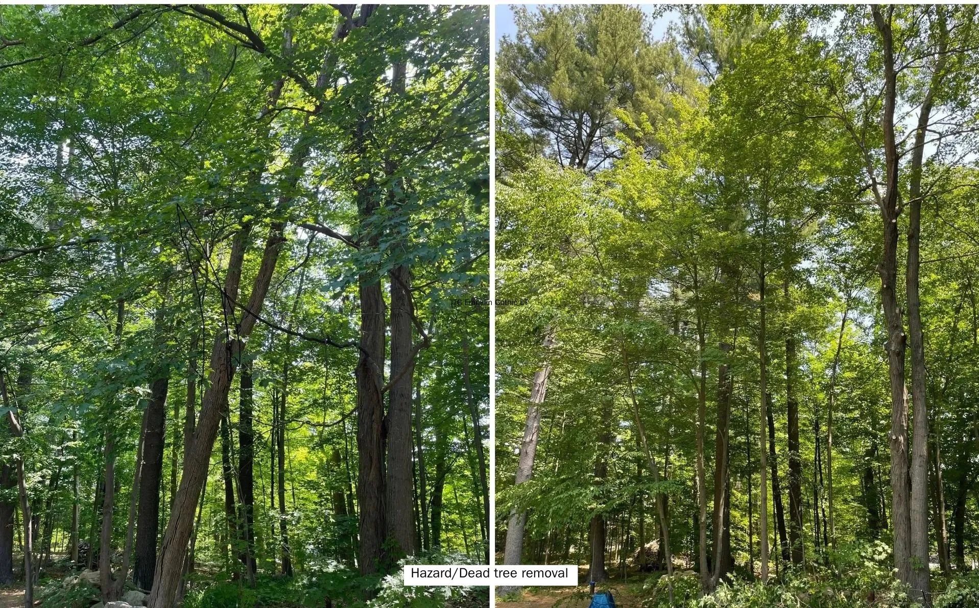 A before and after picture of a forest with lots of trees.