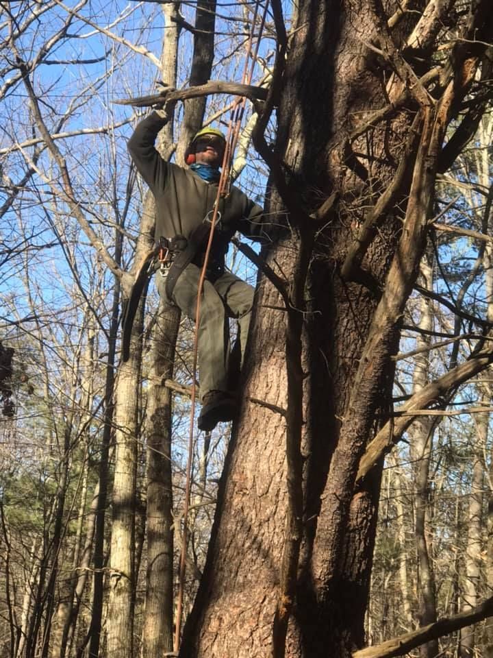 A man is climbing a tree in the woods.