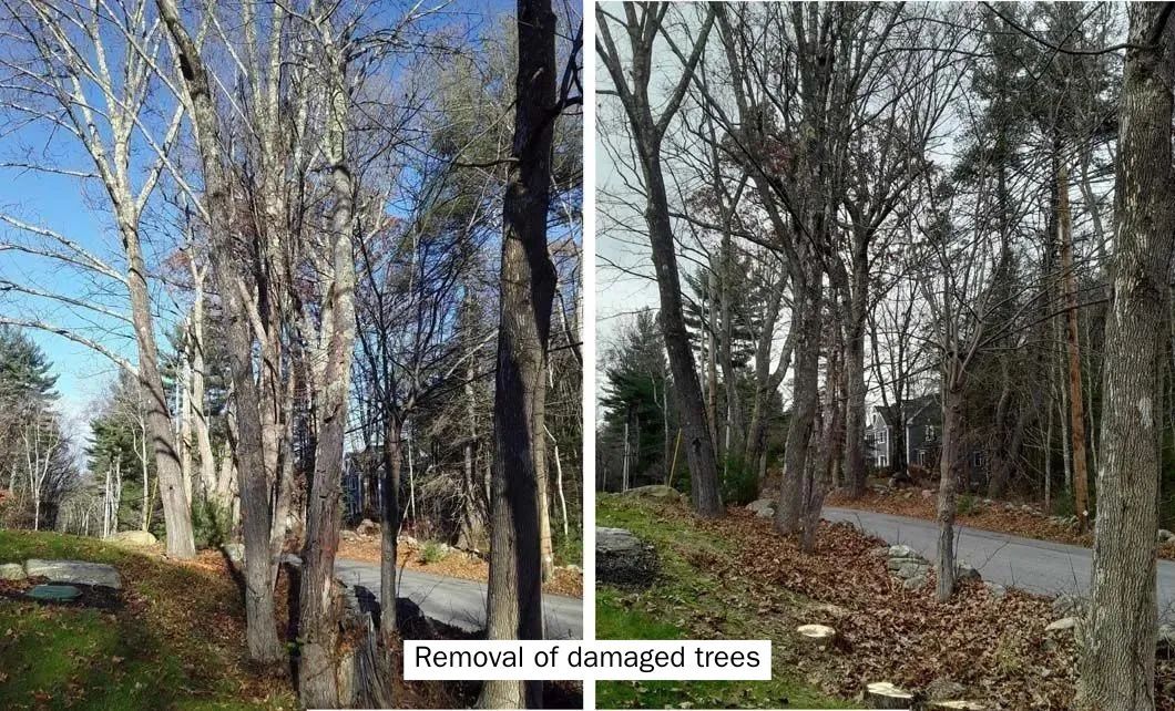 A before and after picture of a forest with trees and a road.