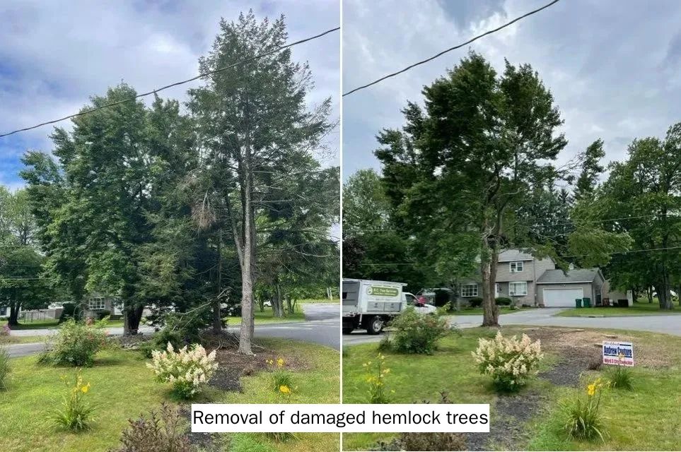 A before and after picture of a damaged hemlock tree.