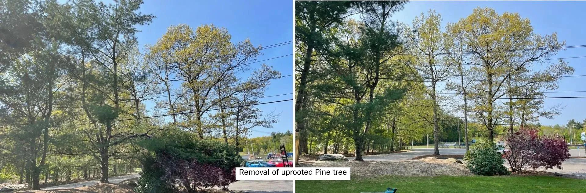 A couple of pictures of trees in a park on a sunny day.