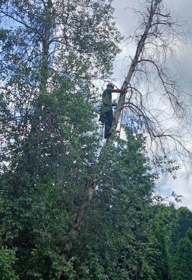 A tree has fallen on the side of a road in front of a house.