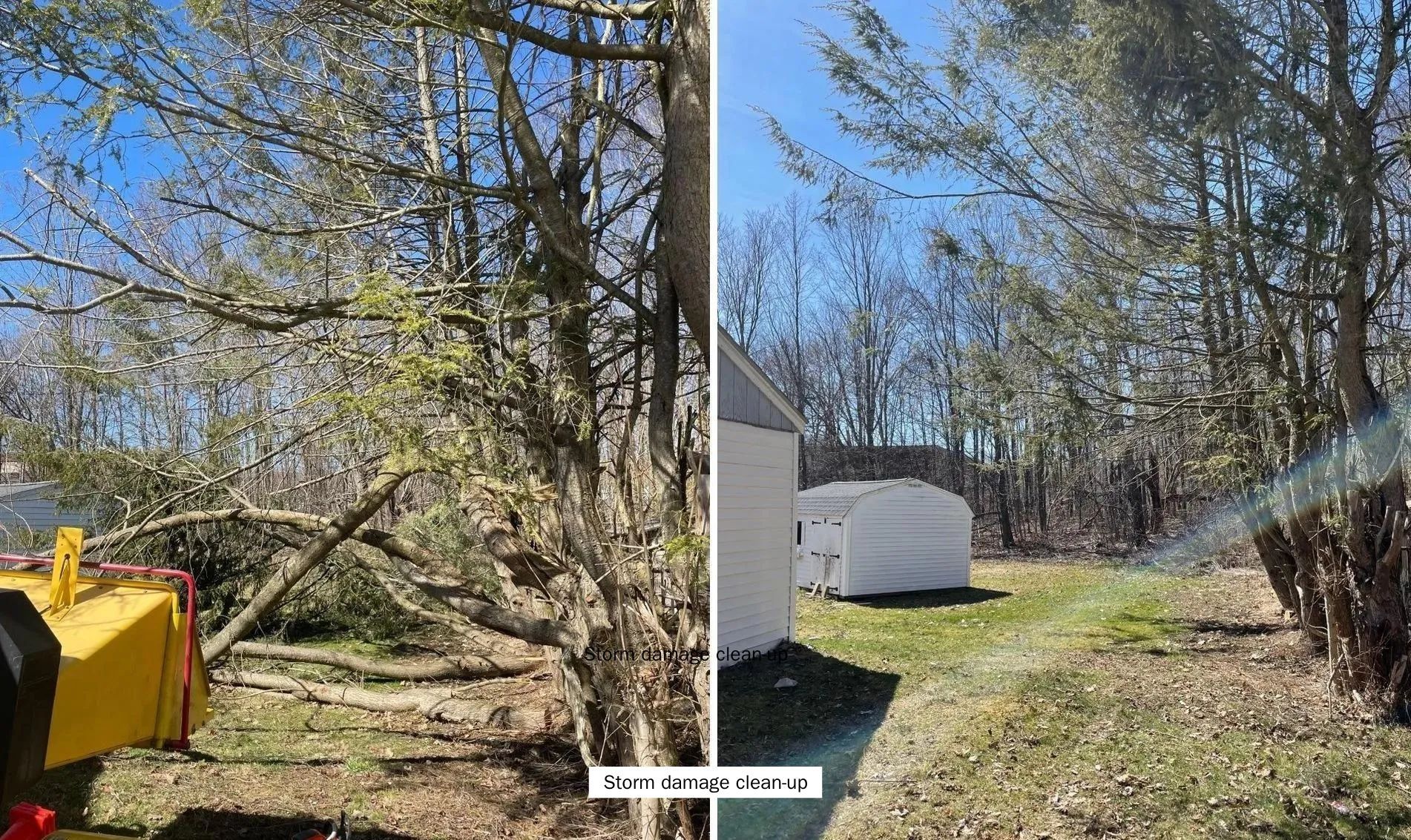 A before and after picture of a tree being chopped down.