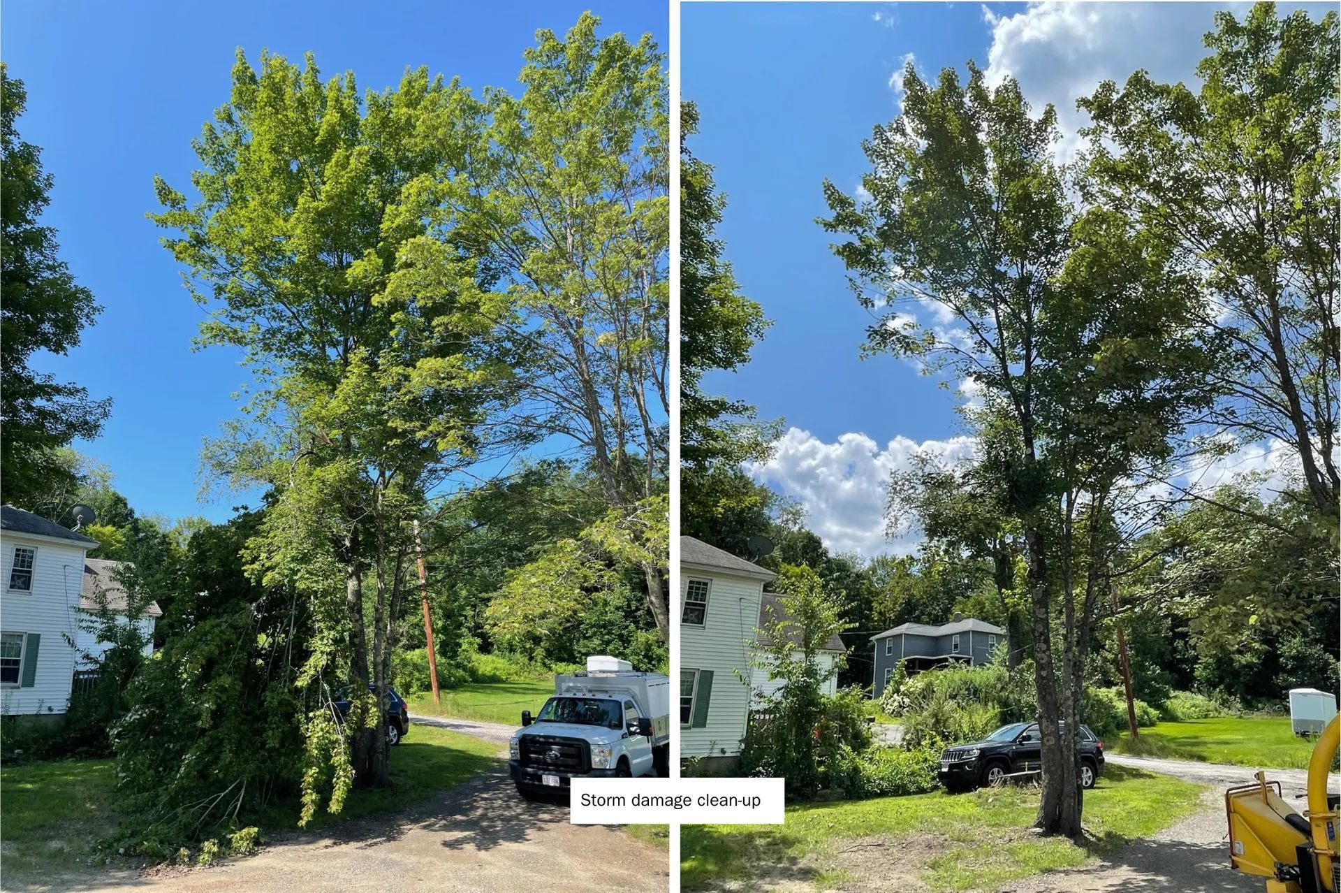 A before and after picture of a tree being cut down.