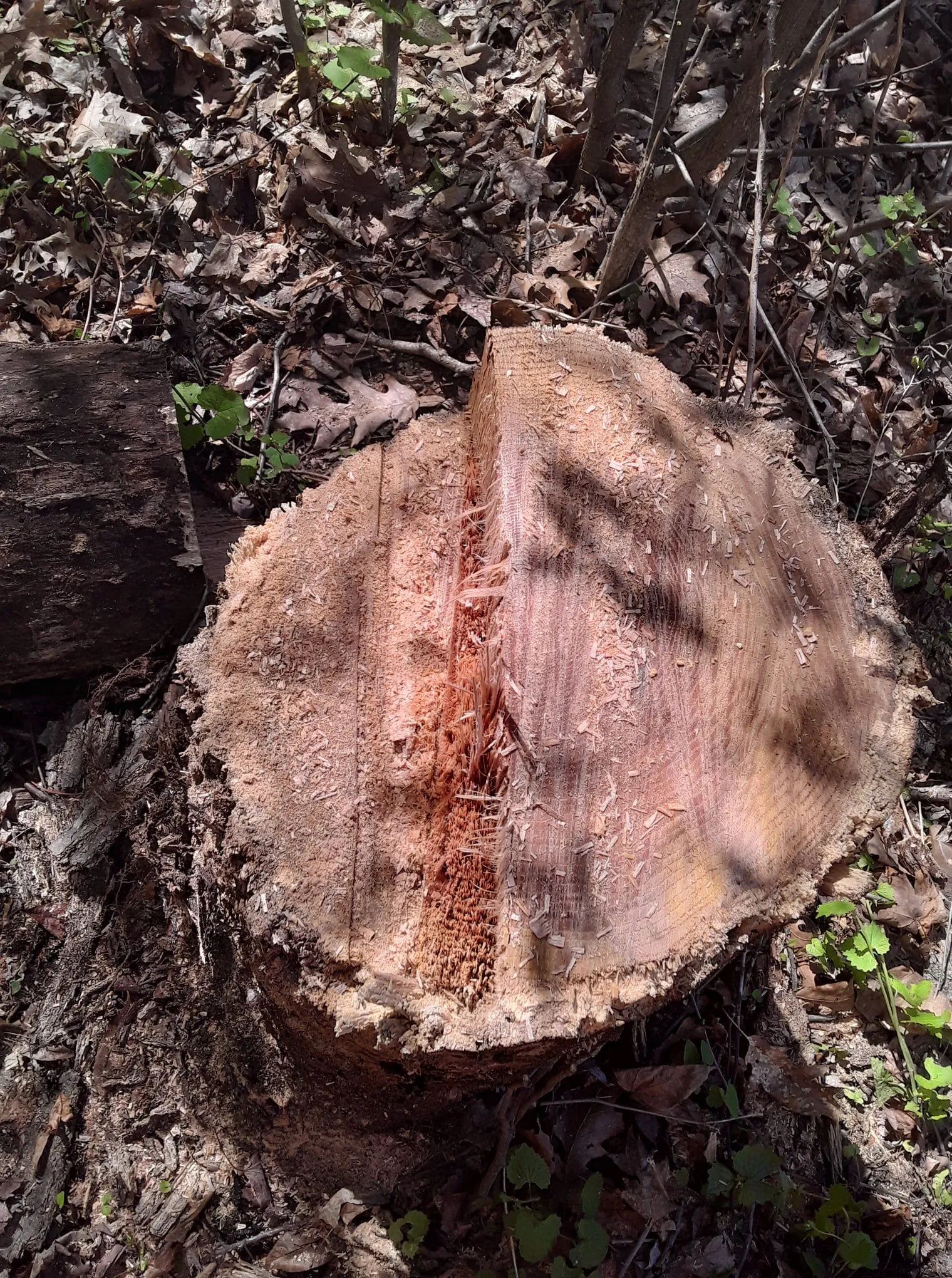 A tree stump is sitting on the ground in the woods.