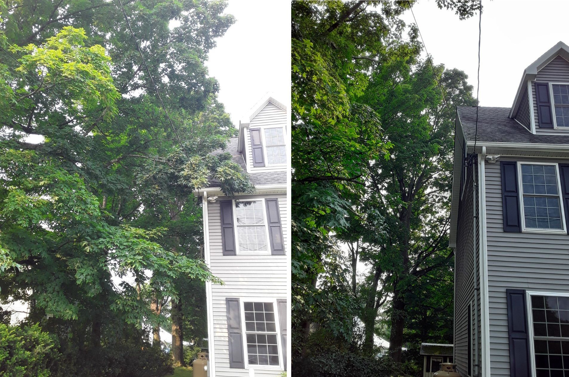 branches and limbs trimmed away from the house
