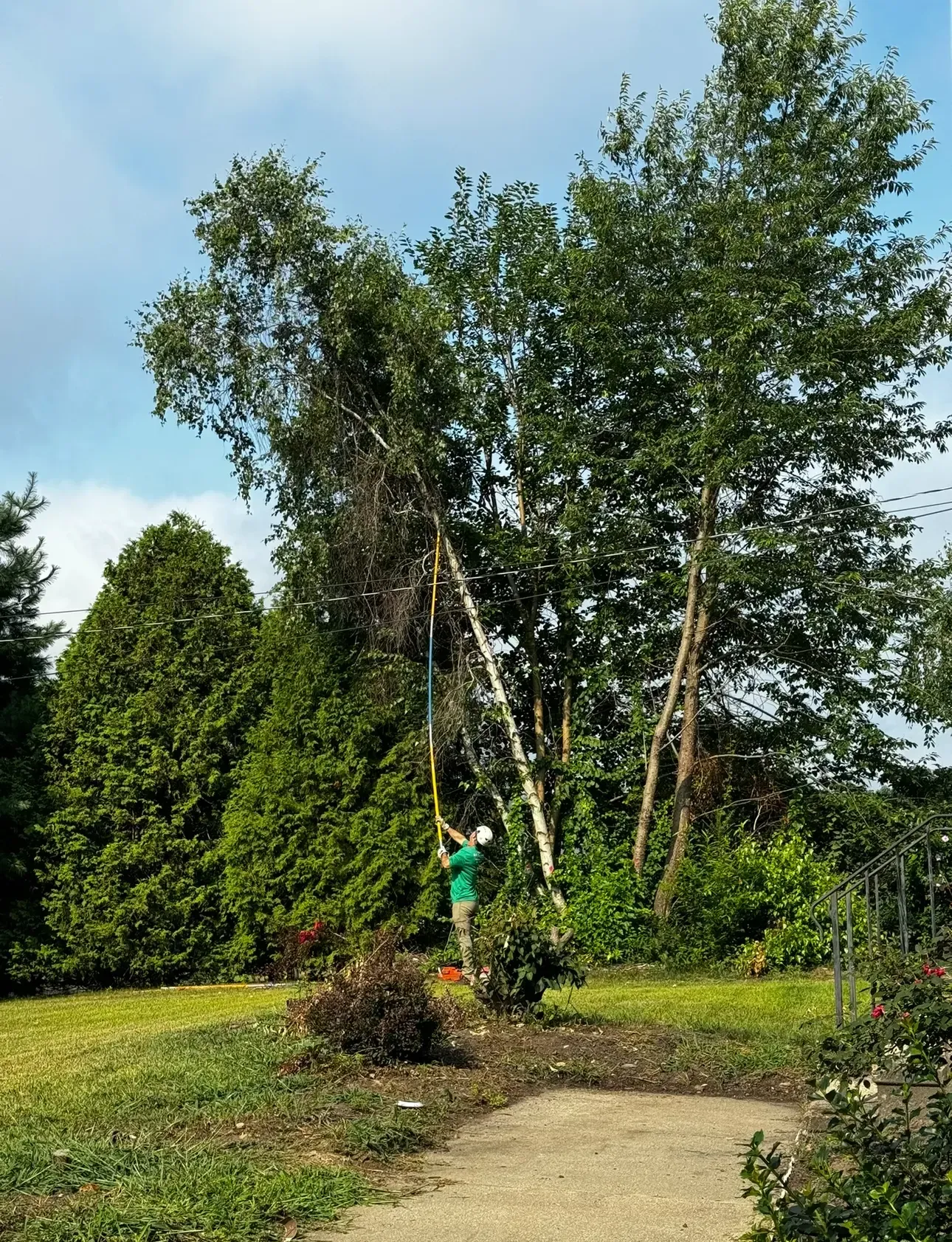 A man is standing on a ladder in front of a tree.