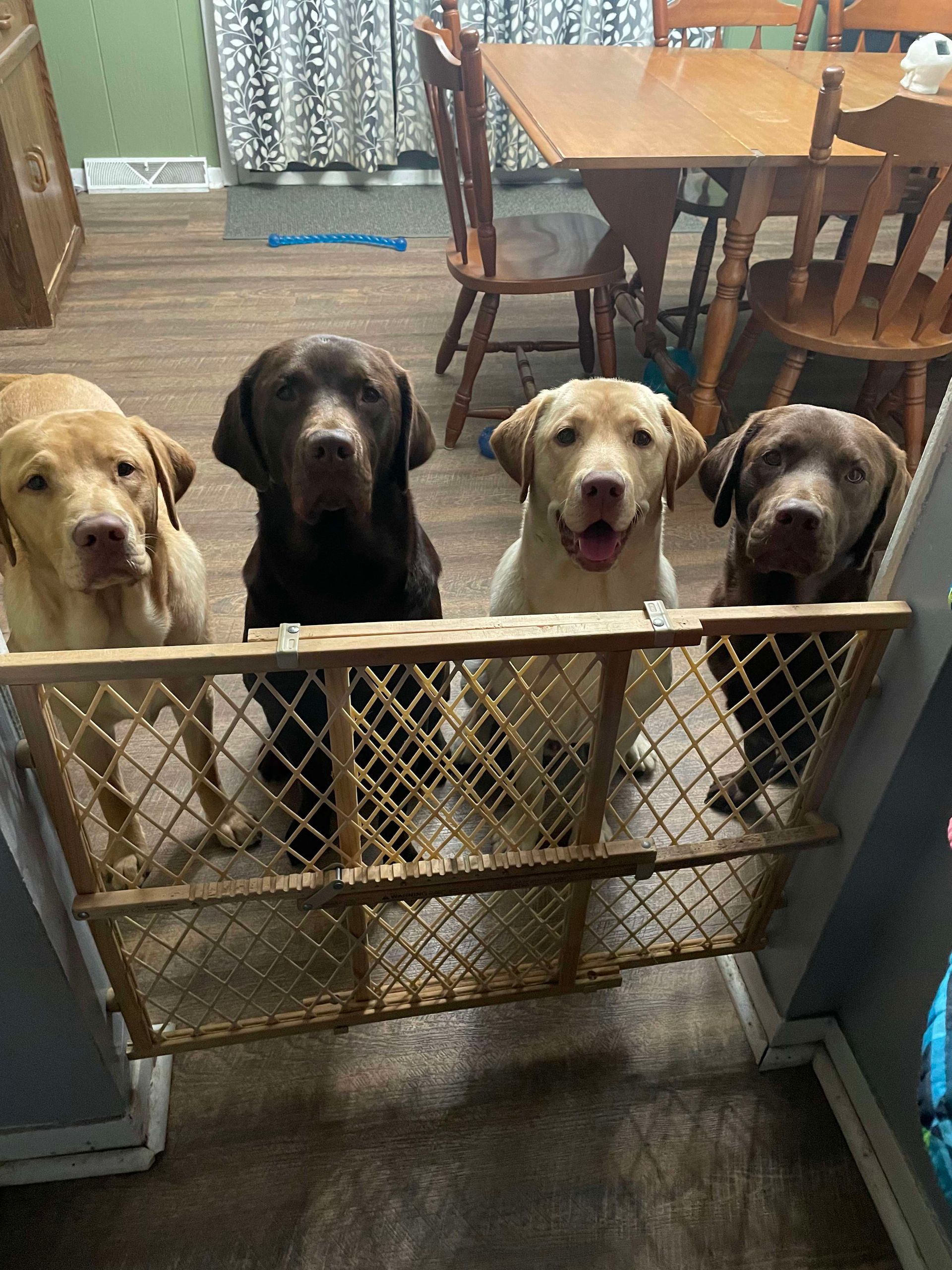 Four Labrador retrievers, two yellow and two chocolate, wait behind a wooden pet gate in a kitchen.