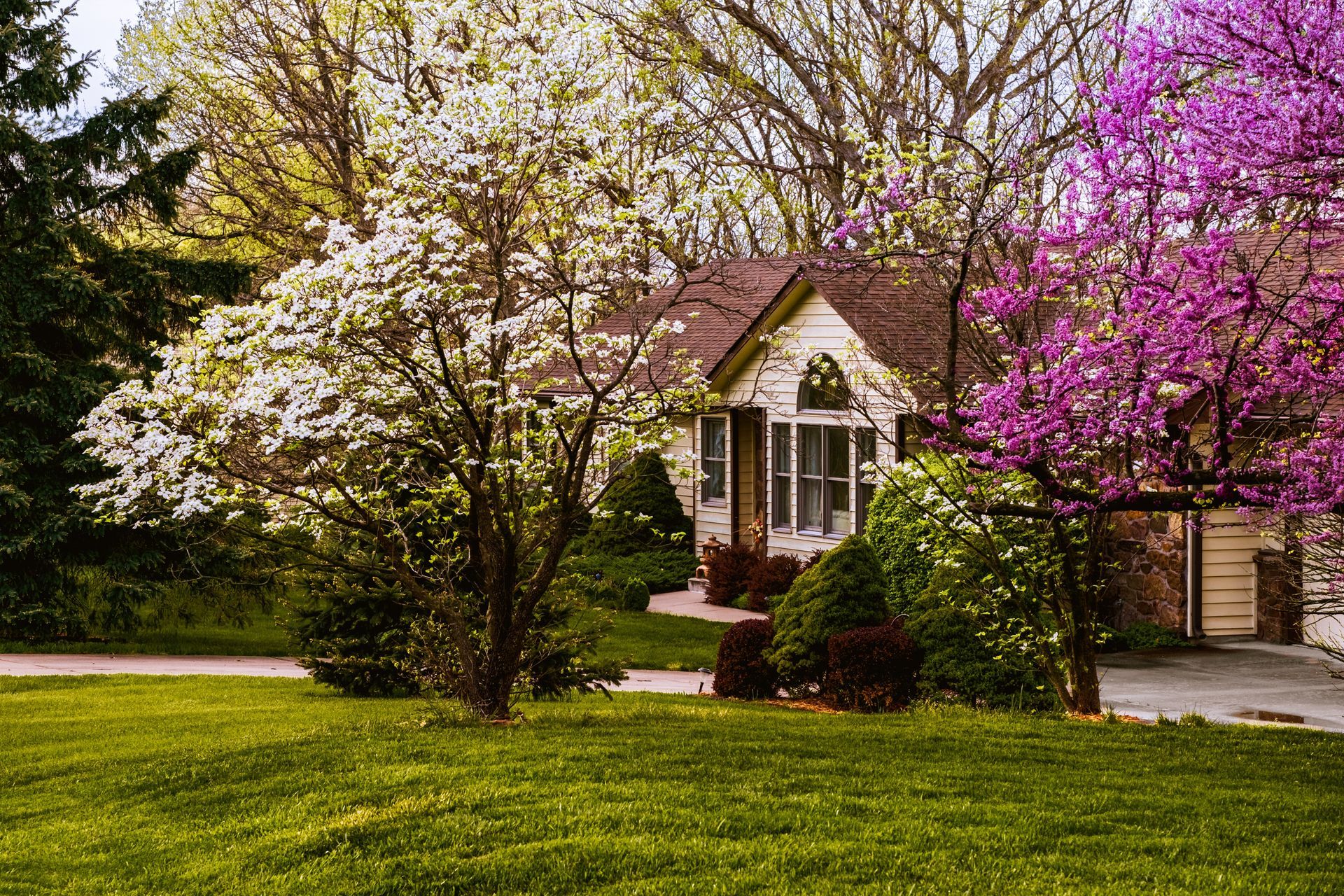 A suburban house with a brown roof sits behind a lush green lawn, flanked by blooming white and magenta trees.