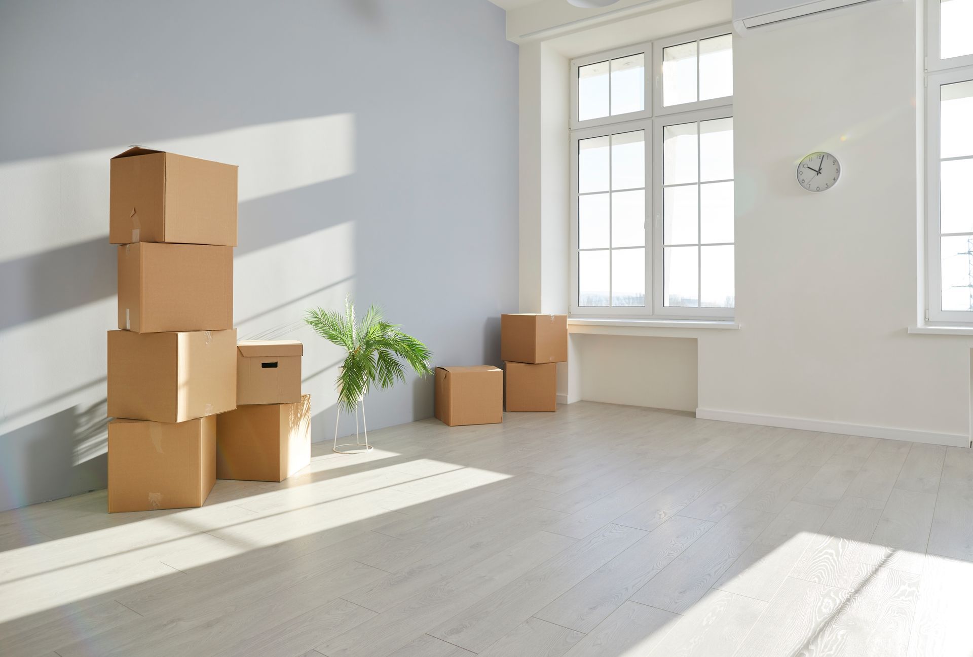Empty room with moving boxes, plant, and window with sunlight.