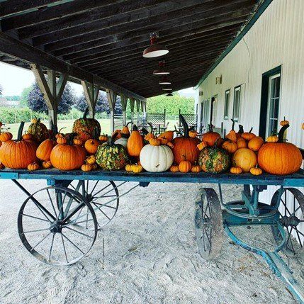 A cart full of pumpkins and gourds
