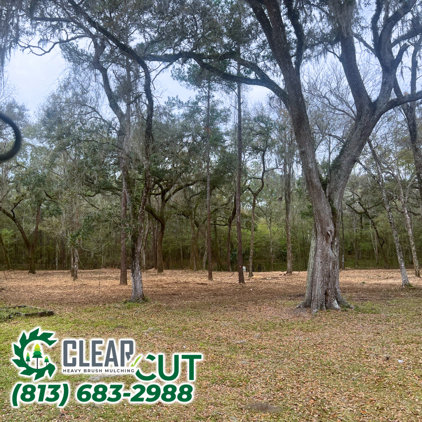 Residential Land Clearing After | Brooksville, FL | Heavy Cut Brush Mulching