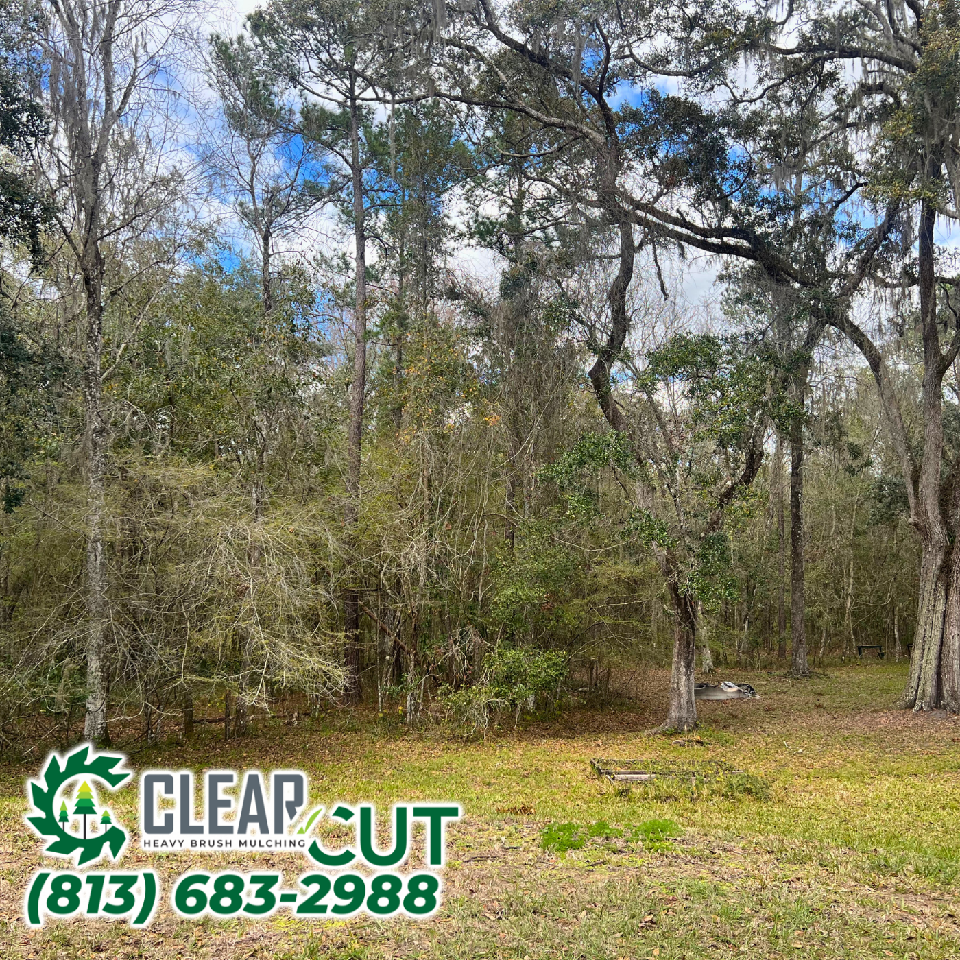 Residential Land Clearing | Brooksville, FL | Heavy Cut Brush Mulching