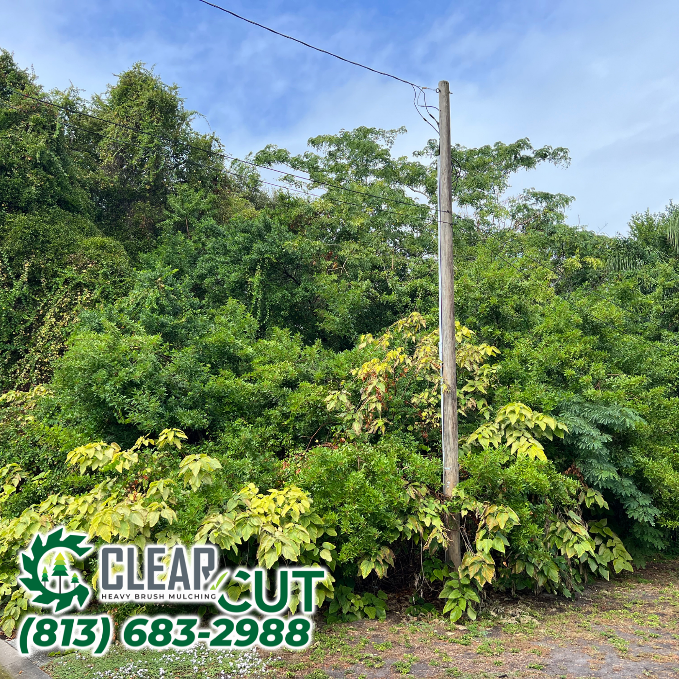 Residential Land Clearing | Clearwater, FL | Heavy Cut Brush Mulching