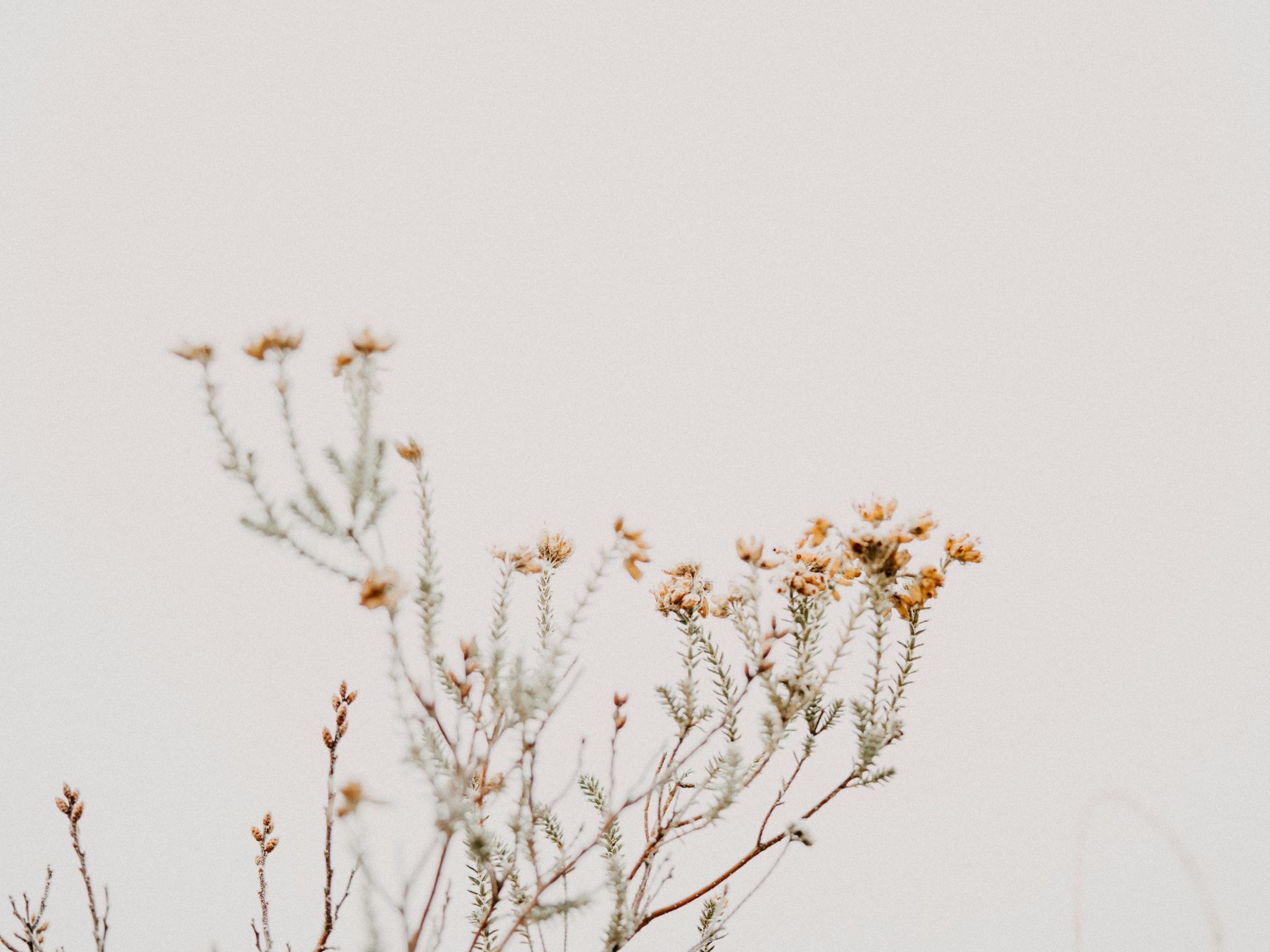 Dried yellow flowers on thin stems against a blank white backdrop.