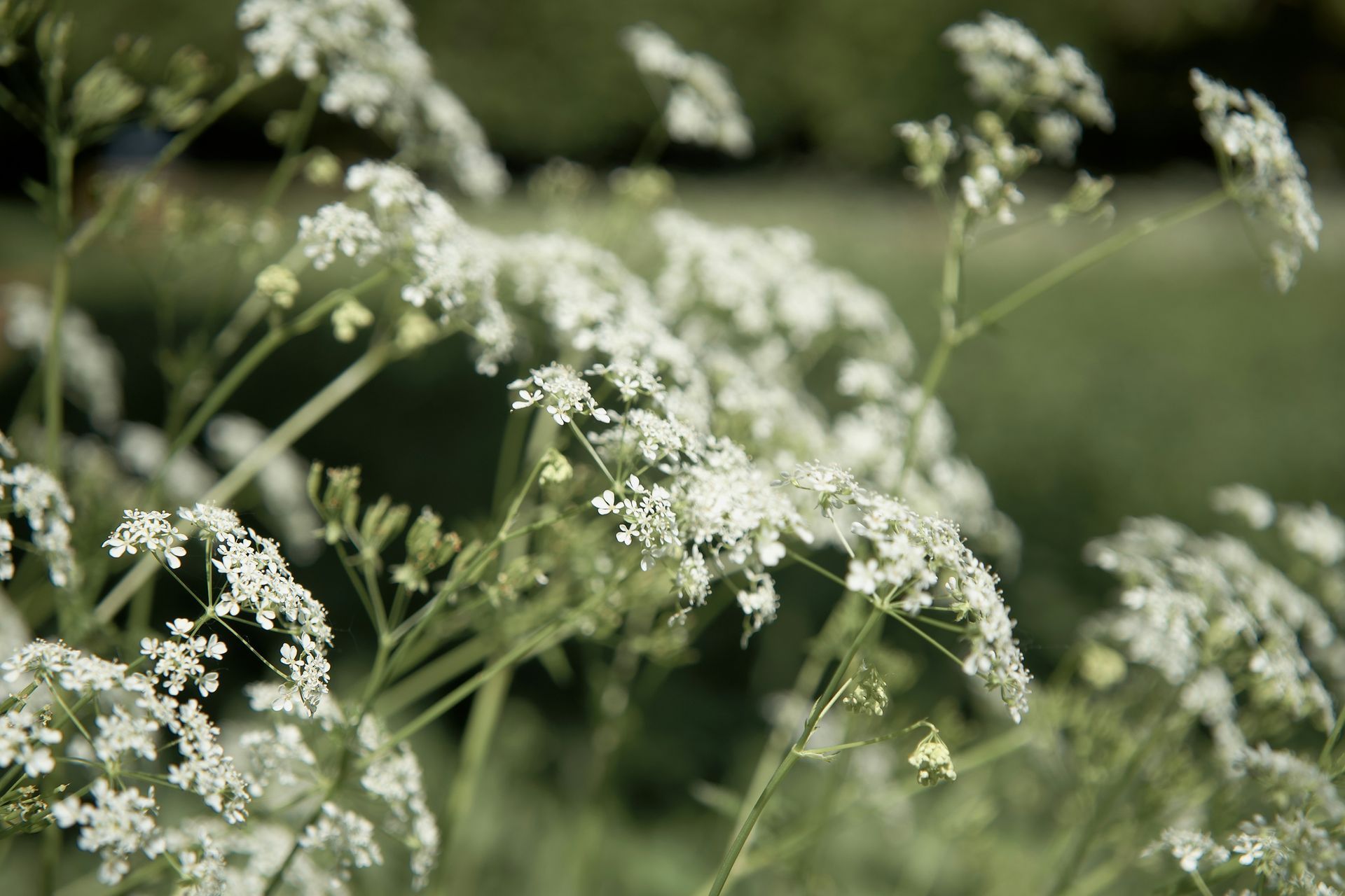White wildflowers with small, clustered blooms against a blurred green background.