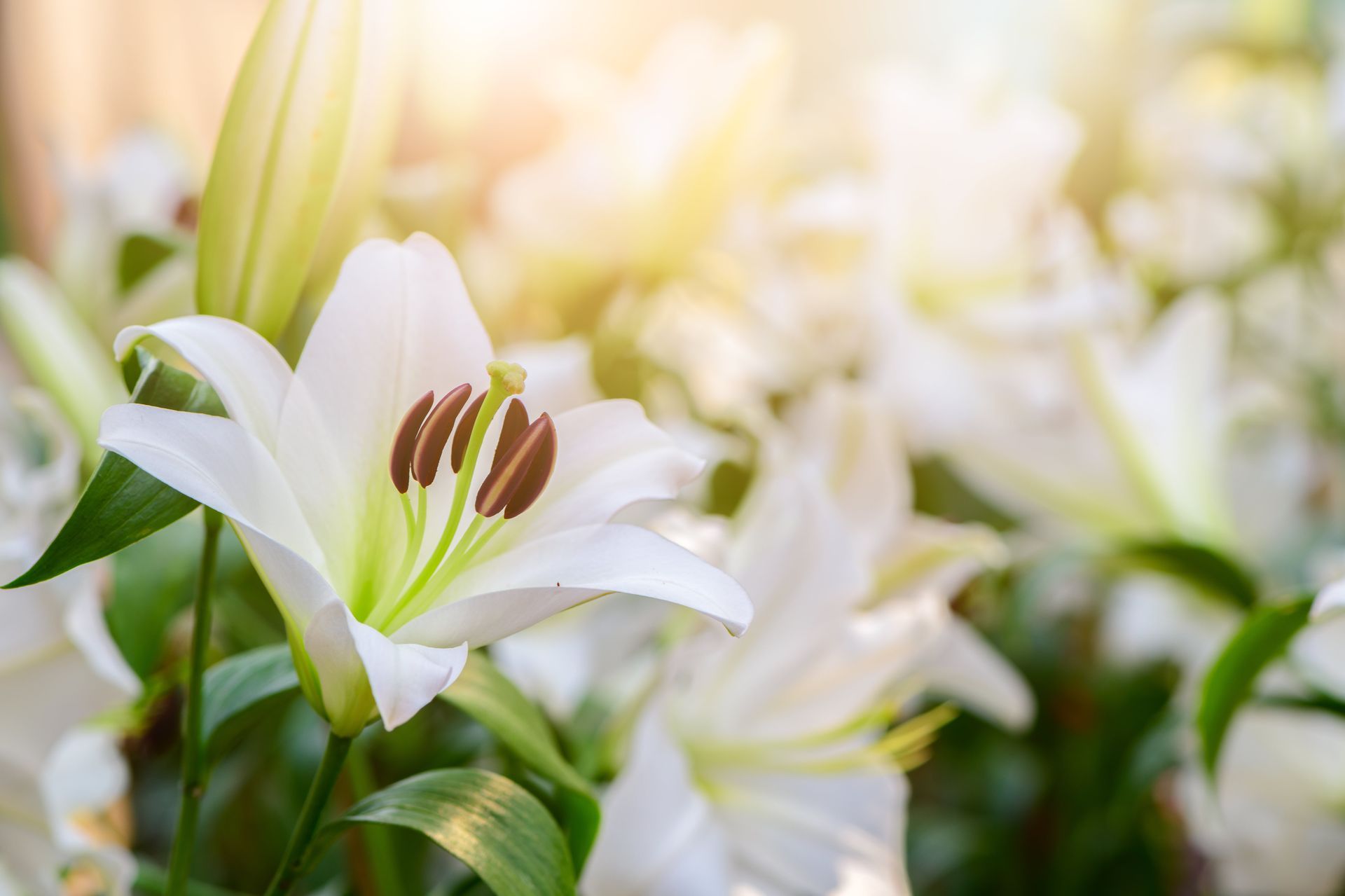 lillies