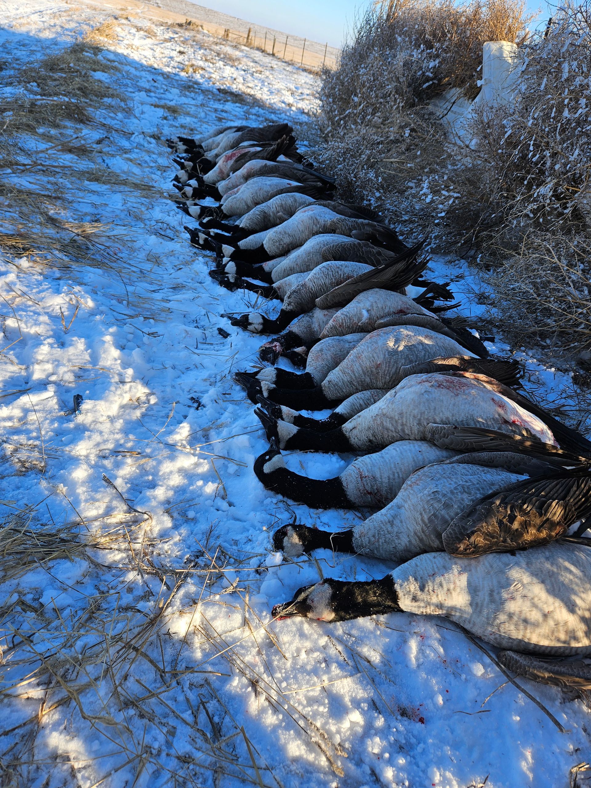 waterfowl hunts in ND late season