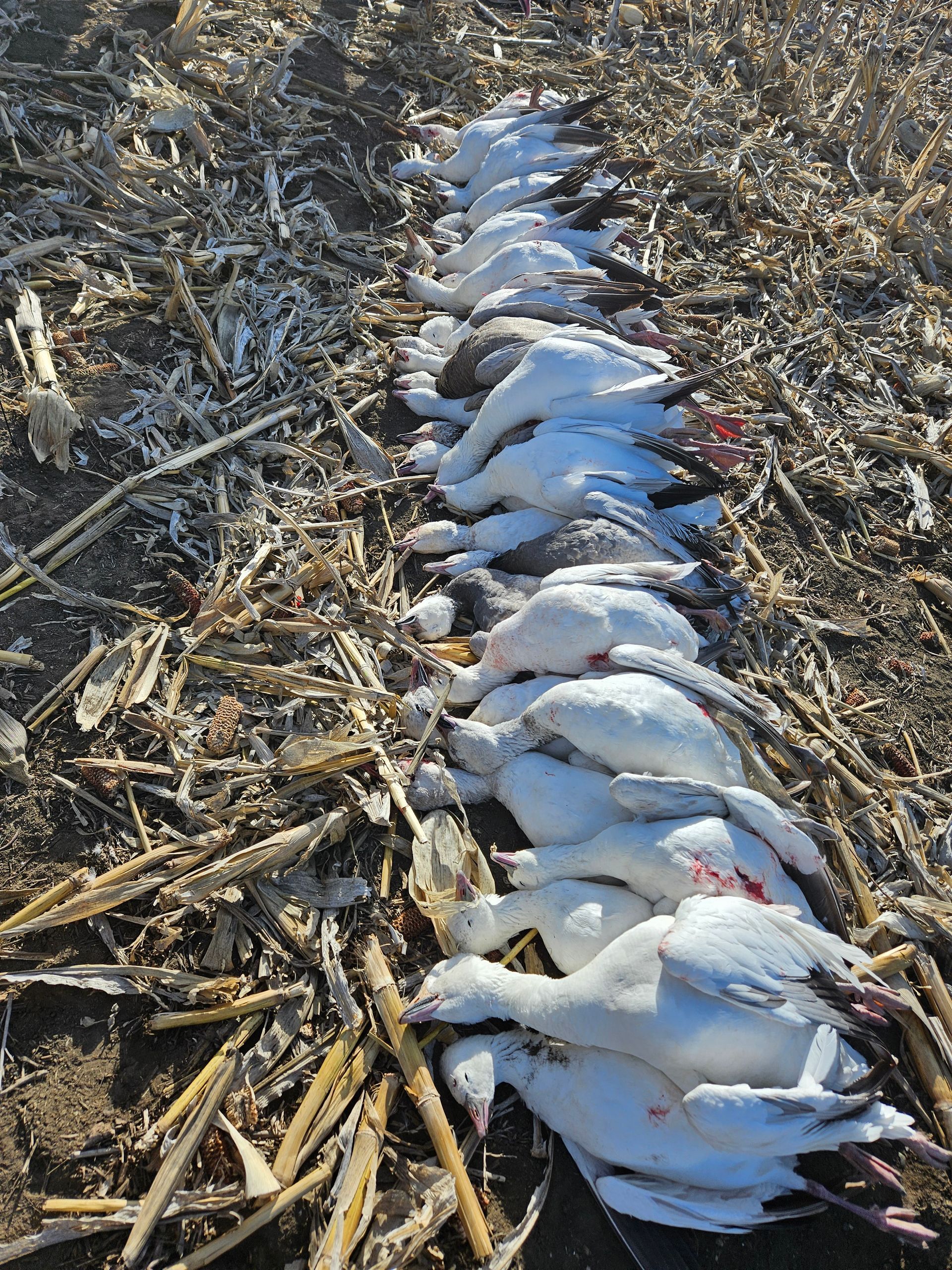spring snow goose hunts
