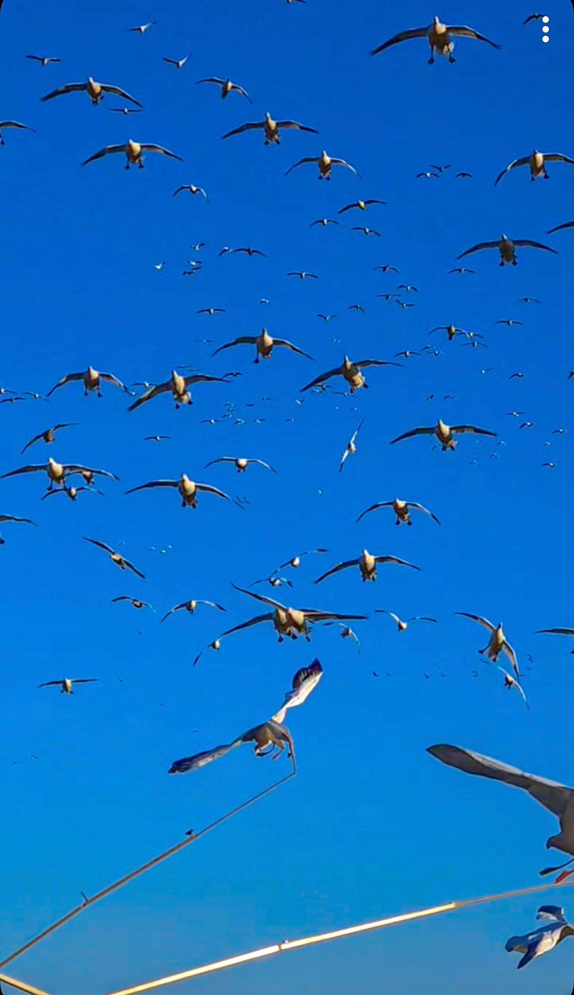 snow goose hunting guide North Dakota